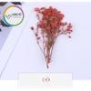 Set Hoa Sao Khô 7 Màu - Nguyên Liệu Dùng Làm Trang Trí- Thủ Công Handmade