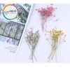 Set Hoa Sao Khô 7 Màu - Nguyên Liệu Dùng Làm Trang Trí- Thủ Công Handmade