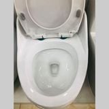 Bệt Trứng Obiste _T22