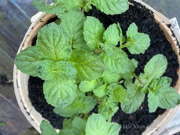  Bạc hà bưởi (Grapefruit mint) 