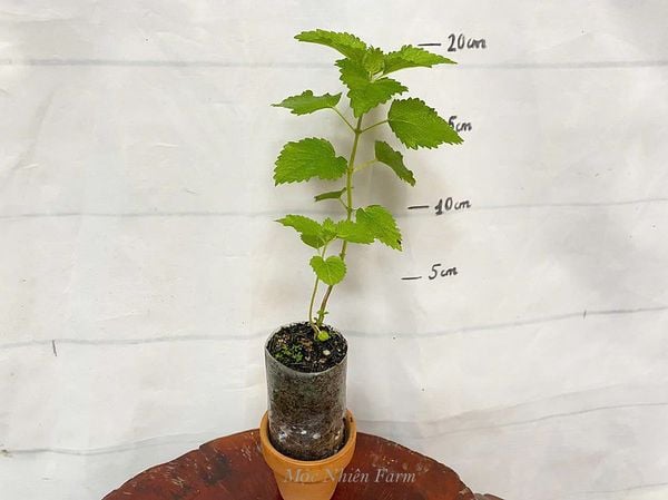  Bạc hà chanh (Lemon balm) 