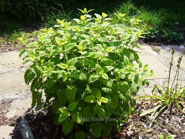  Bạc hà chanh (Lemon balm) 