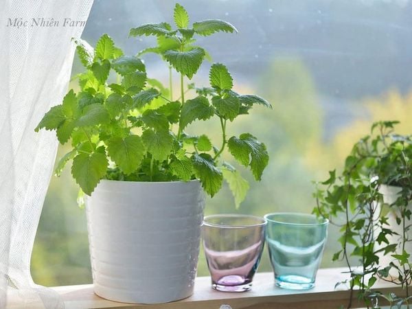  Bạc hà chanh (Lemon balm) 