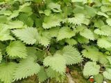  Bạc hà chanh (Lemon balm) 