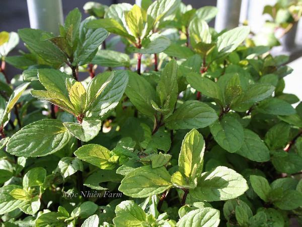  Bạc hà socola (Chocolate mint) 005 