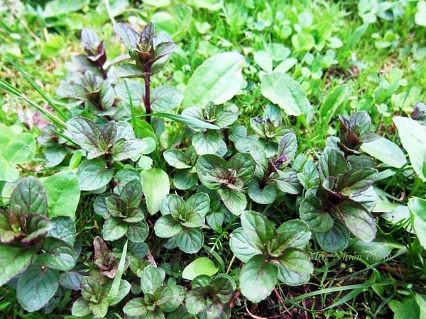  Bạc hà socola (Chocolate mint) 005 