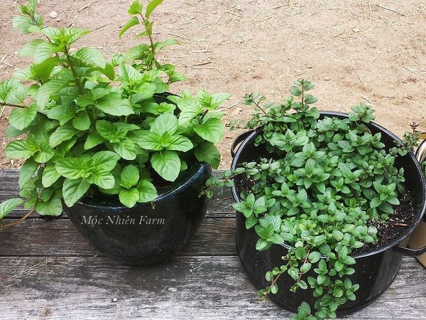  Bạc hà socola (Chocolate mint) 005 