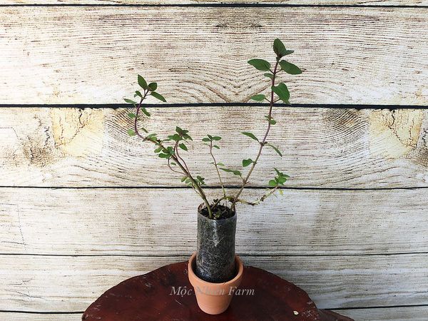  Bạc hà socola (Chocolate mint) 005 