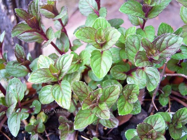  Bạc hà socola (Chocolate mint) 005 