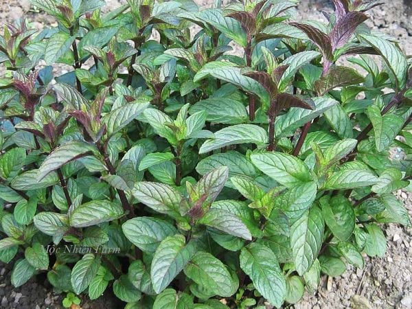  Bạc hà socola (Chocolate mint) 005 