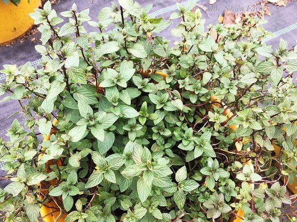  Bạc hà socola (Chocolate mint) 005 