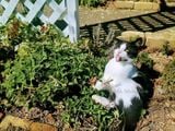  Bạc hà mèo (Catnip) 