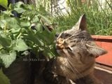  Bạc hà mèo (Catnip) 