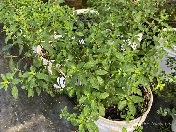  Bạc hà tiêu (Peppermint) 