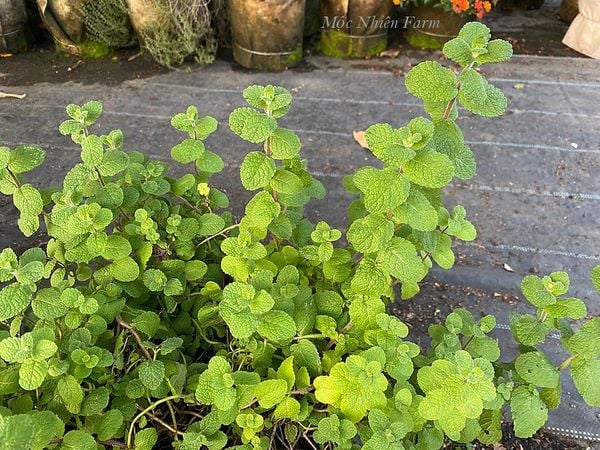  Bạc hà táo (Apple mint) 