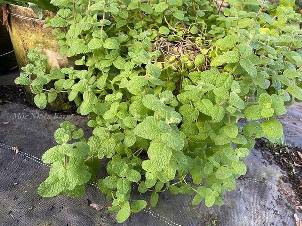  Bạc hà táo (Apple mint) 