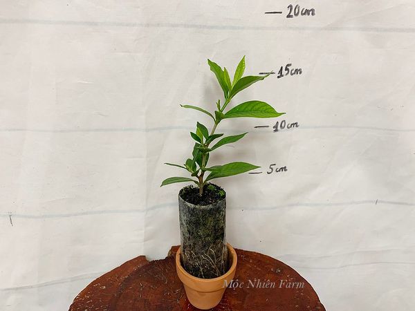  Bạch thiên hương kép lùn A1 
