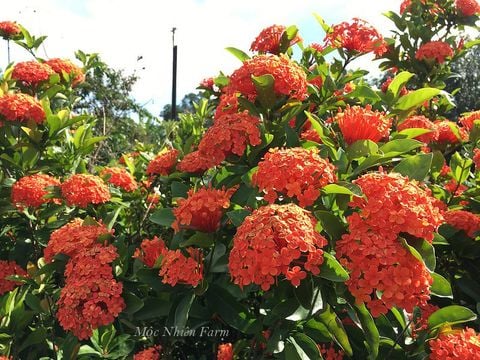 Hoa trang-bông trang