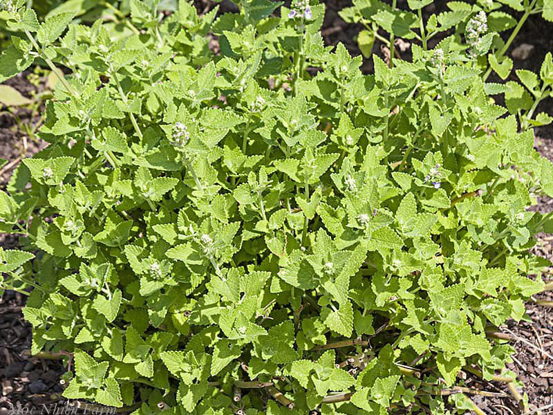 Bola Giratoria de Catnip para Gatos: ¡El Juguete Perfecto para tu Amig@ Felino! - Crab Cat Catnip Bola Giratoria Hierba X3