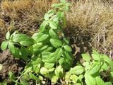  Bạc hà Pháp, Âu (Cornmint) 