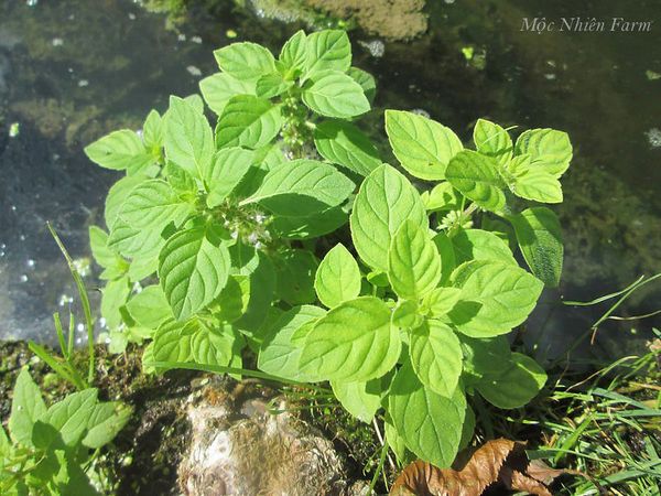  Bạc hà Pháp, Âu (Cornmint) 