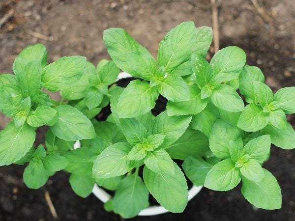  Bạc hà Pháp, Âu (Cornmint) 