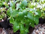  Bạc hà Pháp, Âu (Cornmint) 