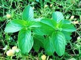  Bạc hà Pháp, Âu (Cornmint) 