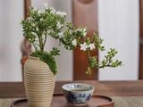  Cây bạch tuyết mai 
