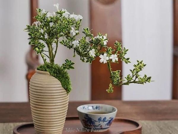  Cây bạch tuyết mai 