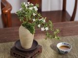  Cây bạch tuyết mai 