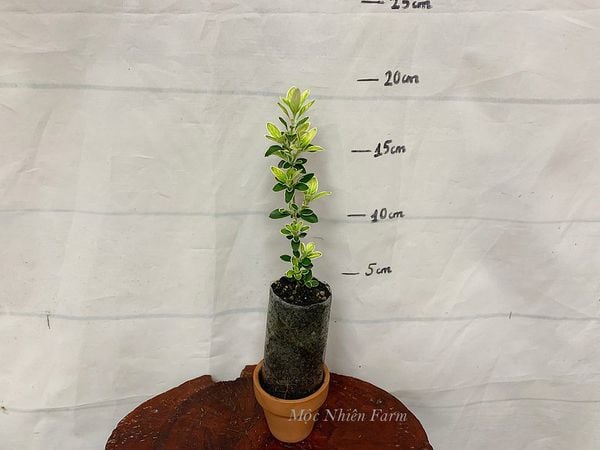  Cây bạch tuyết mai 