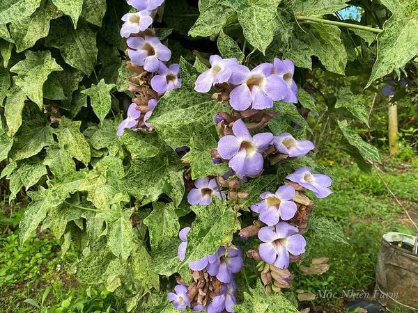  Cây dây leo cát đằng cẩm thạch A1 