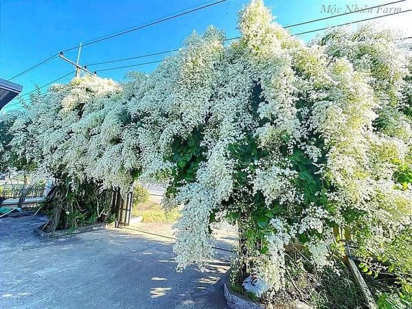  Đinh hương Nhật Bản 