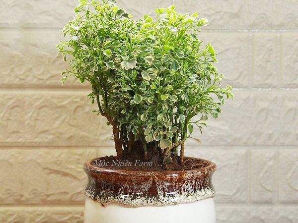  Cây đinh lăng cẩm thạch A1 