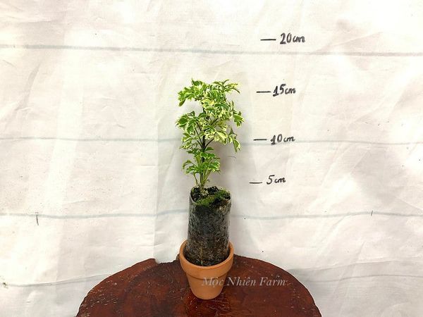  Cây đinh lăng cẩm thạch A1 