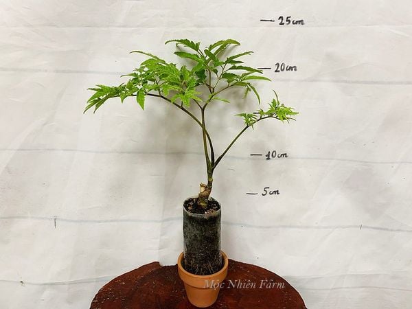  Cây đinh lăng lá nhỏ D1 