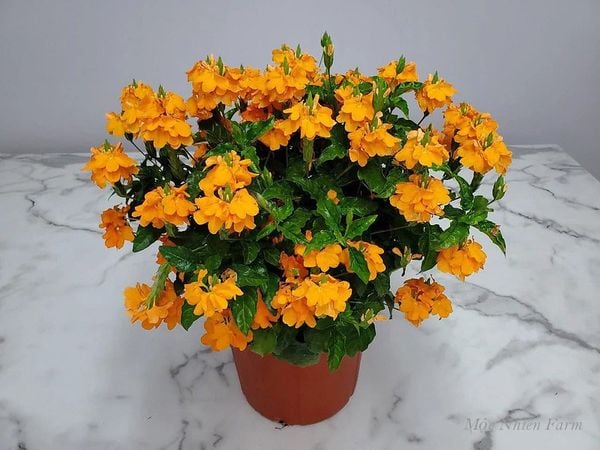  Cây hỏa hoàng cam A1 
