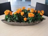  Cây hỏa hoàng cam A1 