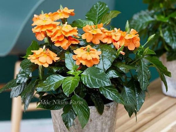  Cây hỏa hoàng cam A1 