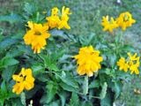  Cây hỏa hoàng vàng B1 