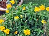  Cây hỏa hoàng vàng B1 