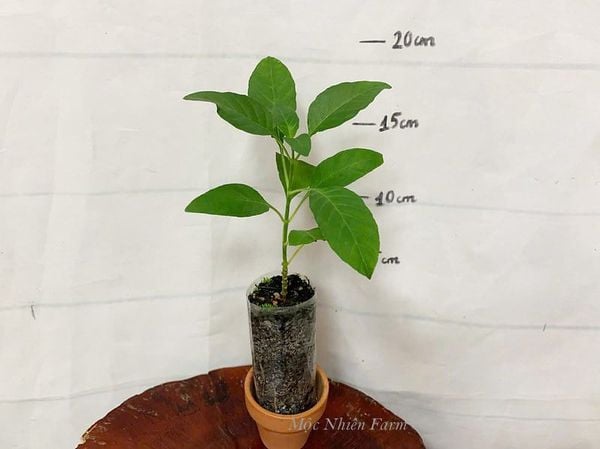  Cây hỏa hoàng vàng B1 