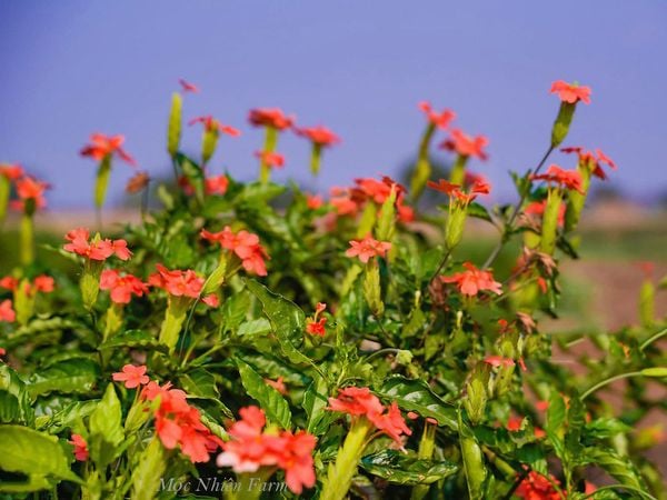  Cây hỏa hoàng đỏ C1 