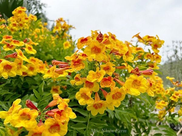  Cây hoàng yến cam 
