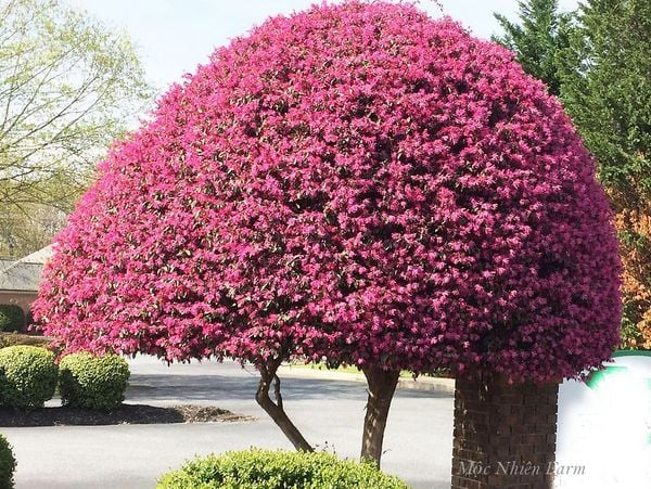  Cây hồng phụng 
