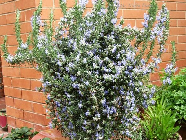  Cây hương thảo (Rosemary) 