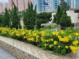  Hoa huỳnh anh vàng leo A1 