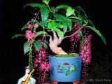  Cây lộc vừng hồng B1 
