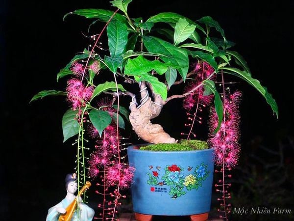  Cây lộc vừng hồng B1 